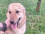 LOTTI wartet mit gepackten Koffern - Gefrees