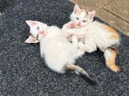 Katzen Babys abzugeben - Öhringen Zentrum