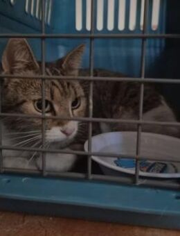 wunderschöne MINKA sucht ihre Menschen - Kallmünz