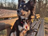 Hund leider abzugeben - Eisenach
