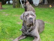 Cane Corso Welpen 900€ - Duisburg