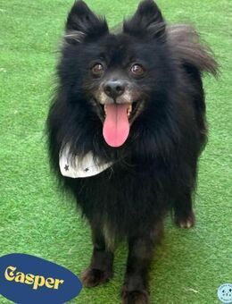 Casper SR, sein Name ist Programm - Rheine