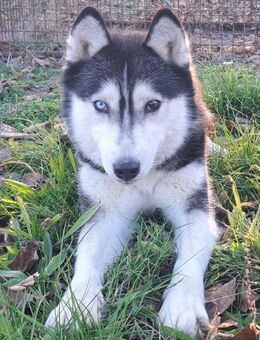 Süße Mindy sucht ihre Menschen - Weilheim (Oberbayern)