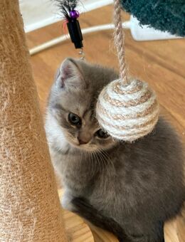 Bkh Katze lulu - Rheine Zentrum