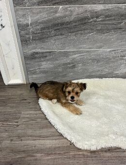 Yorkshire Terrier Chihuahua Mix Welpen ( Chorkie) - Bockenau