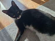 Cleo sucht neues Zuhause - Cuxhaven