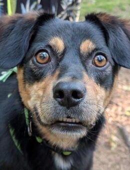 Juro- auf PS in 91207 Lauf - Nürnberg