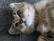 BKH Katerchen sucht noch ein liebevolles Zuhause - Heusweiler