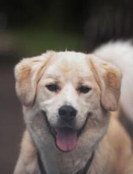 Schenkst du Malouk ein eigenes Zuhause? - München