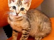 FIONA Verspieltes Tigermädchen - Bad Camberg