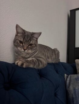 Bkh Katze 8 Monate - Temmels