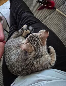 BKH KITTEN - Mering