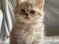 BLH Kitten in 4943