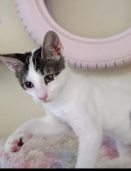 Milo aus dem Tierschutz - Grevenbroich