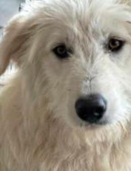 Ladina ist eine sanfte Hündin 🐾 - Elsdorf (Nordrhein-Westfalen)