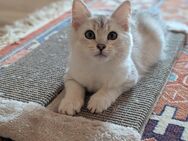 Bengal/BKH mix suchen ein liebevolles Zuhause 🐾 - Brackenheim