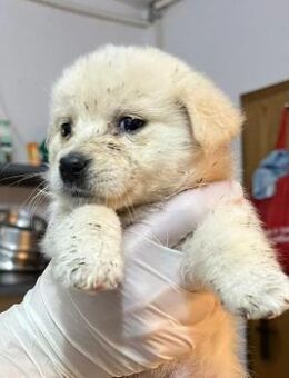 Sunny sucht warmes Körbchen - Kallmünz