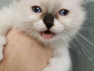 Ragdoll Kitten mit Stammbaum - Gochsheim