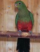 Junge Königssittiche., in 41812