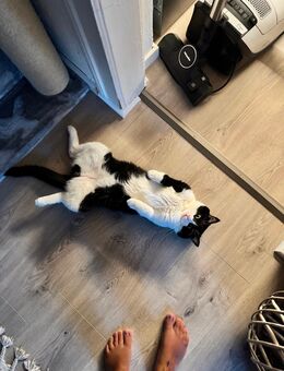 Kater-Pärchen sucht neues Zuhause 🏠 - Suhl