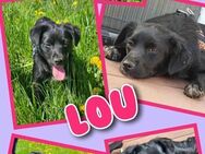 Süße Lou wartet in 92278 Illschwang! - Nürnberg