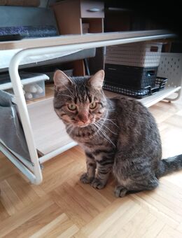 2 Glückskater suchen ein neues liebevolles Zuhauseater suchen ein neues liebevolles Zuhause - Düsseldorf