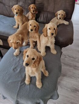 6 cocker spaniel zum Verkaufen - Biedenkopf