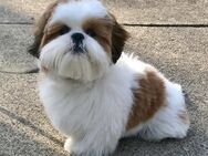 Kleine Shih Tzu Welpen -freuen sich auf ein neues Zuhause- - Neuenhaus