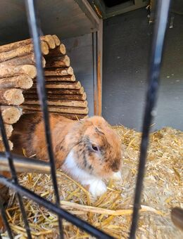 Kaninchen abzugeben - Herzogenrath