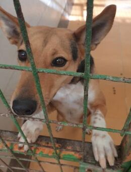 Cala verdient ein ganz liebes Zuhause - Laatzen