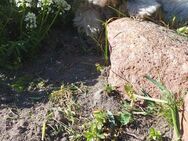 Zuckersüssen Shi-Tzu Welpe ( Mädchen ) zu verkaufen - Stendal (Hansestadt)