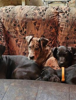 Deutsche Doggen Welpen 17 wochen - Mühlberg (Elbe)