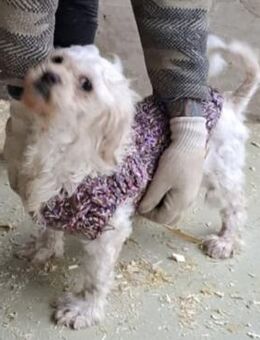 SUSSE - VOM ELEND ZUM GLÜCK - Nörten-Hardenberg