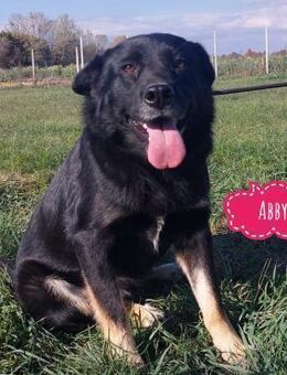 Abby eine gutmütige liebe Seele - Flörsheim-Dalsheim