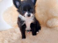 Süsser chihuahua/kleinspitz mix welpe (Weibchen) - Mörfelden-Walldorf Zentrum