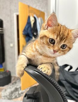 Babykatze BKH - Berlin Marzahn-Hellersdorf