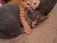 BKH Kitten ab Juli - Bargteheide