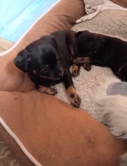 Chihuahua Rehapinscher Mix Welpen zu verkaufen - Fladungen