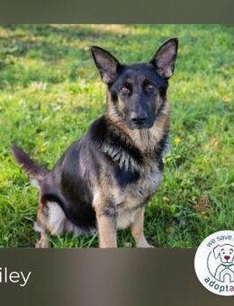 Hailey: Liebevolle Hundedame - Kirchzell