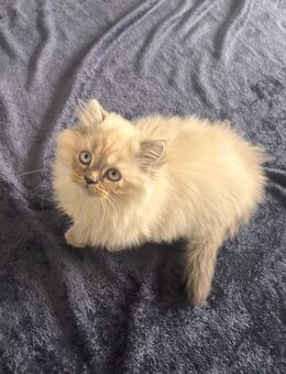 ✨ Wunderschöne, besondere BKH-Kitten suchen ein liebevolles Zuhause ✨ - Ulm