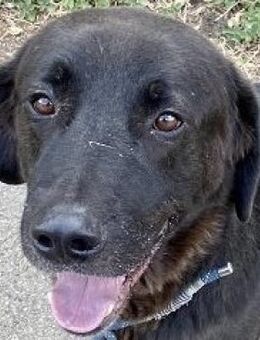 Zino, sanfter Riese wartet in Pulheim - Mettmann