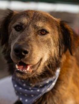 Jungrüde♥Casper♥toller,treuer Hundejunge - Hamburg