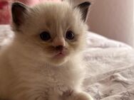 Hallo ich bitte Ragdoll Kätzchen zum verkaufen. - Hofbieber