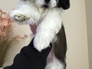 Shih Tzu Welpen Weibchen - Rheda-Wiedenbrück