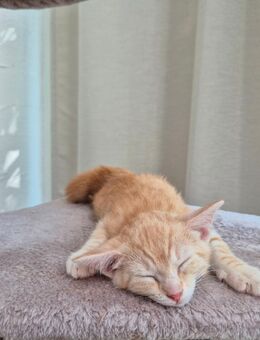 Baby Kater in gute Hände abzugeben - Friedberg
