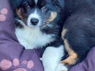 Drei Australian Shepherd Welpen am 9 Wochen alt🐶 - Satow