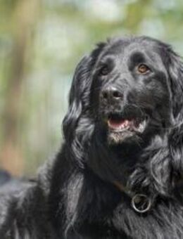 Prinz su. hundeerfahrene Besitzer - Neuhausen (Spree)