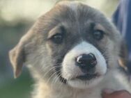 Namir will seinen Menschen gefallen 🐾 - Elsdorf (Nordrhein-Westfalen)