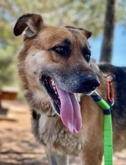 Tory; geschundene Seele - Geilenkirchen