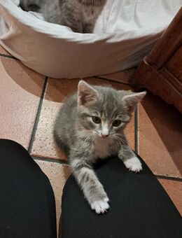 Süsser kleiner Stubentieger in gute Hände abzugeben - Edling